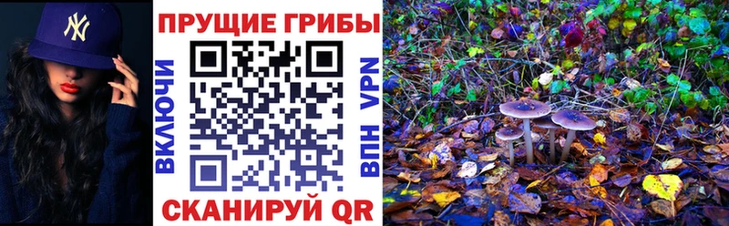 Псилоцибиновые грибы Psilocybe  Купить закладки  Менделеевск 
